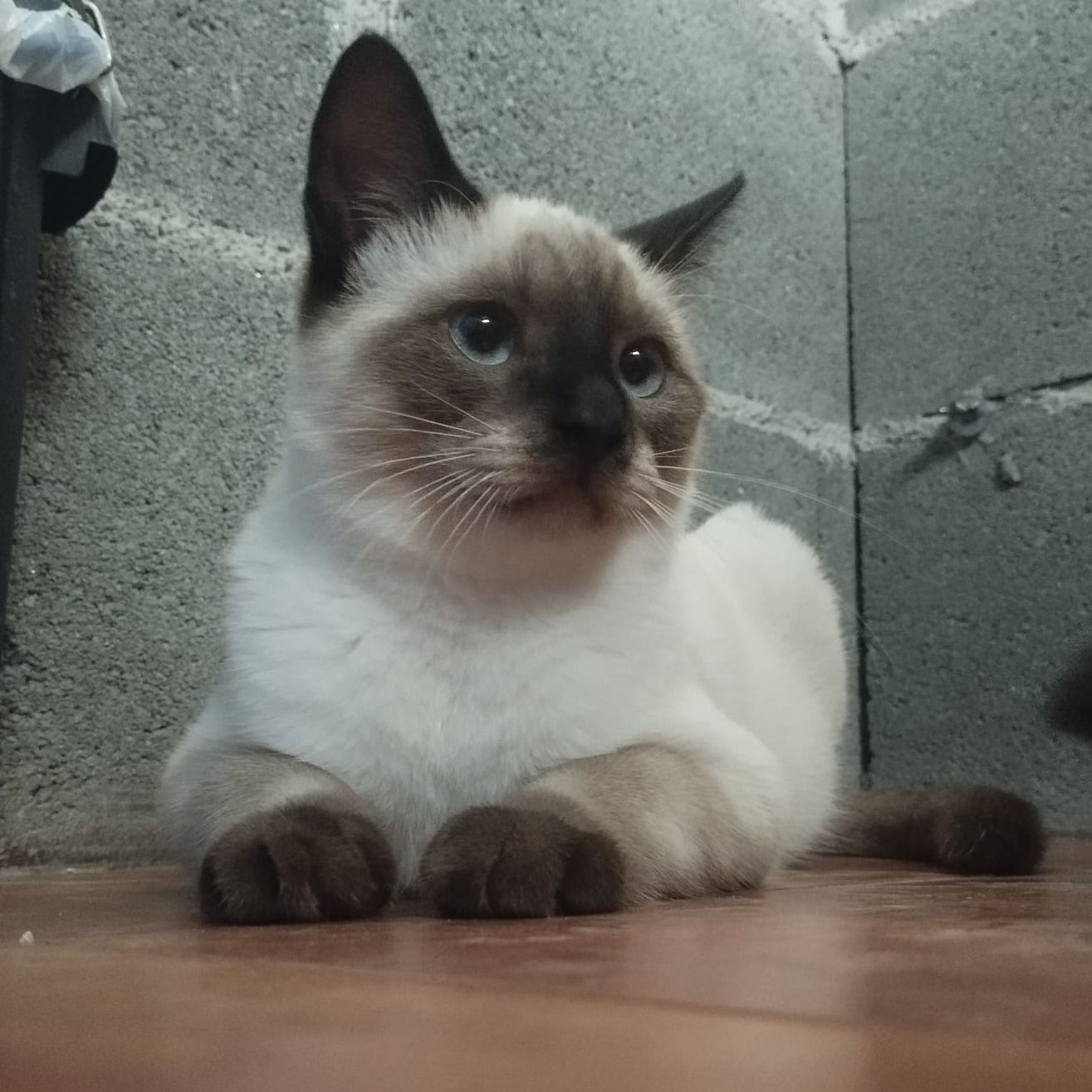 557721961 1115685797346053 982734024487878076 N