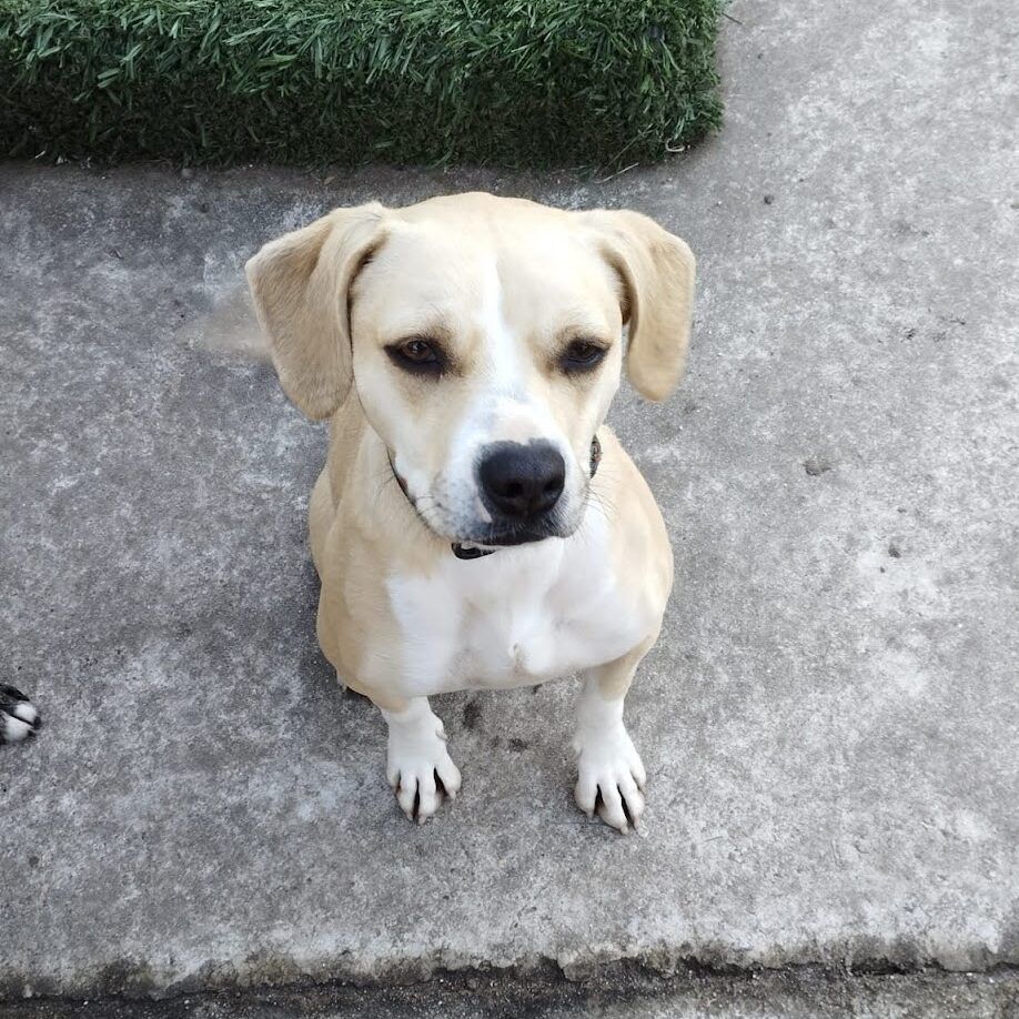 Lola 3