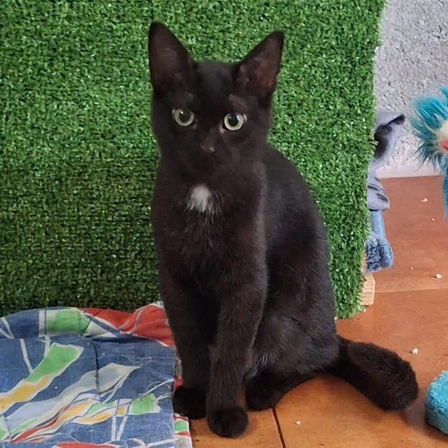 Imagen De Whatsapp 2025 10 09 A Las 23.51.20 Ac21921c Imagen De Whatsapp 2025 10 09 A Las 23.51.20 Ac21921c