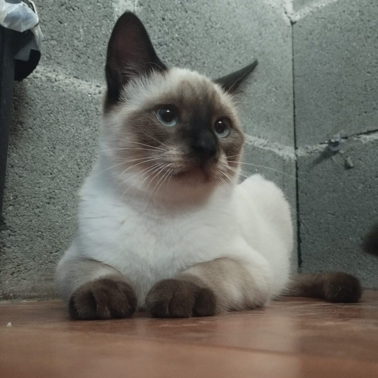 557721961 1115685797346053 982734024487878076 N 557721961 1115685797346053 982734024487878076 N