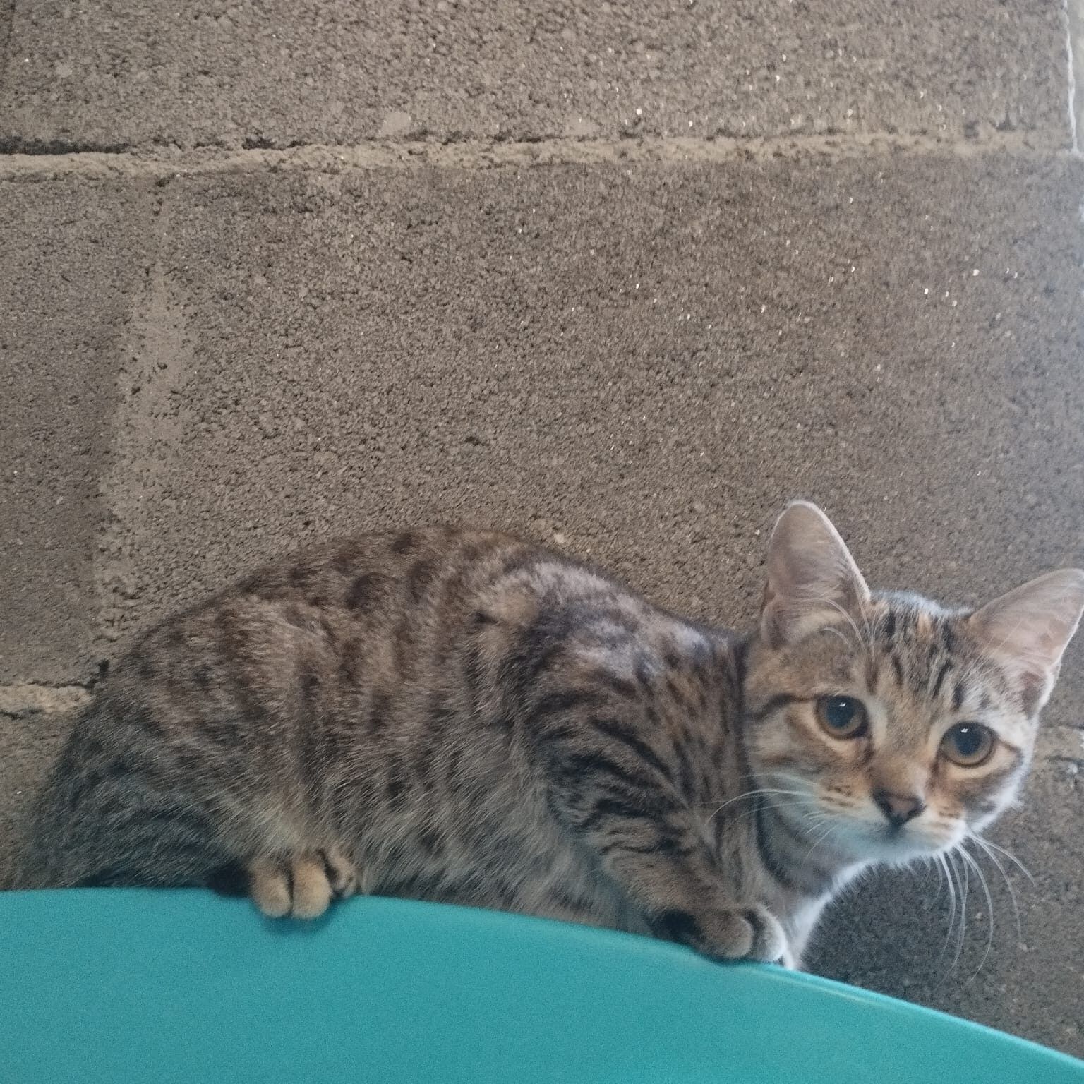 Imagen De Whatsapp 2025 10 02 A Las 19.35.53 5501b7e8 Imagen De Whatsapp 2025 10 02 A Las 19.35.53 5501b7e8