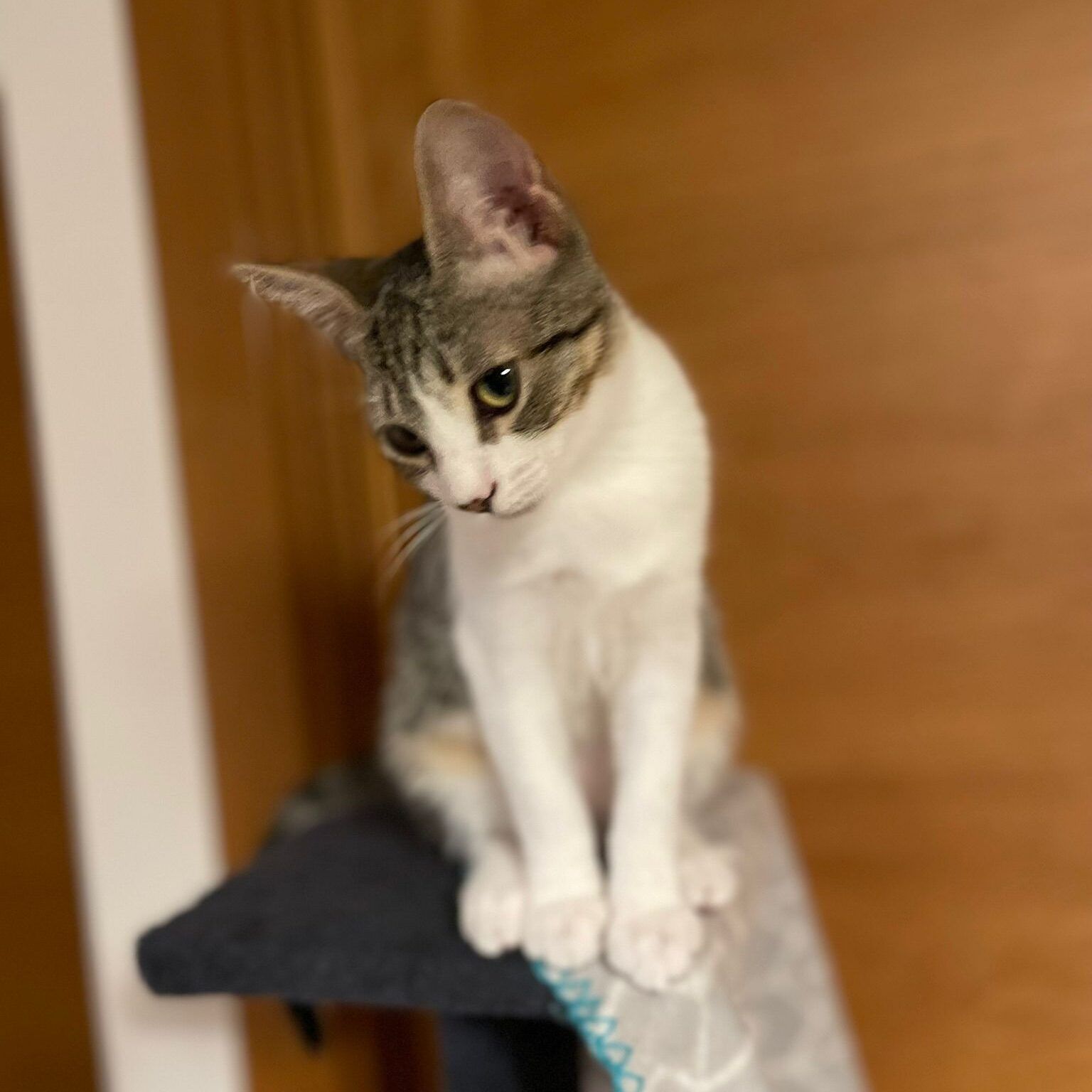 Livingsltone Livingsltone