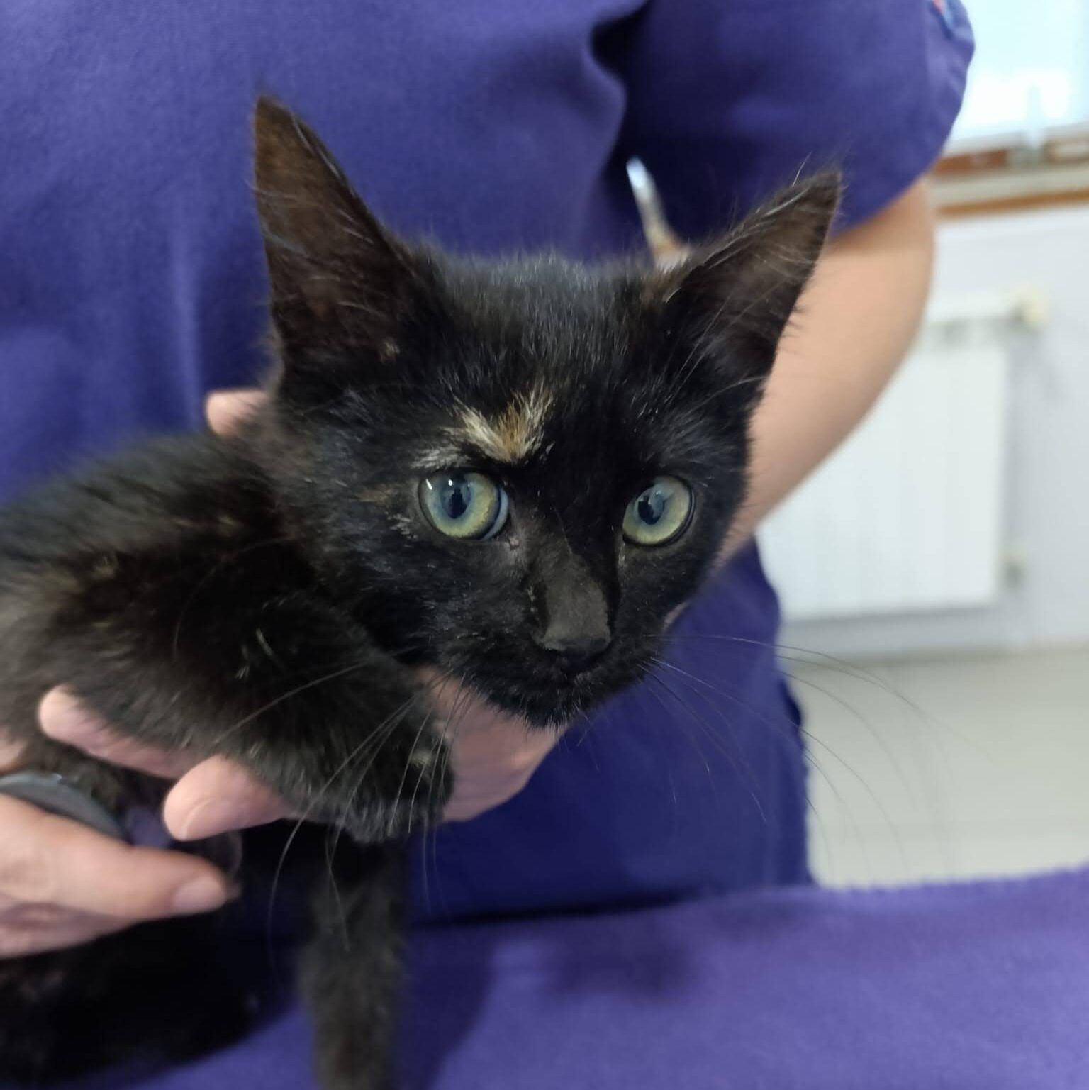 Imagen De Whatsapp 2025 10 11 A Las 13.52.43 4e2a48bc