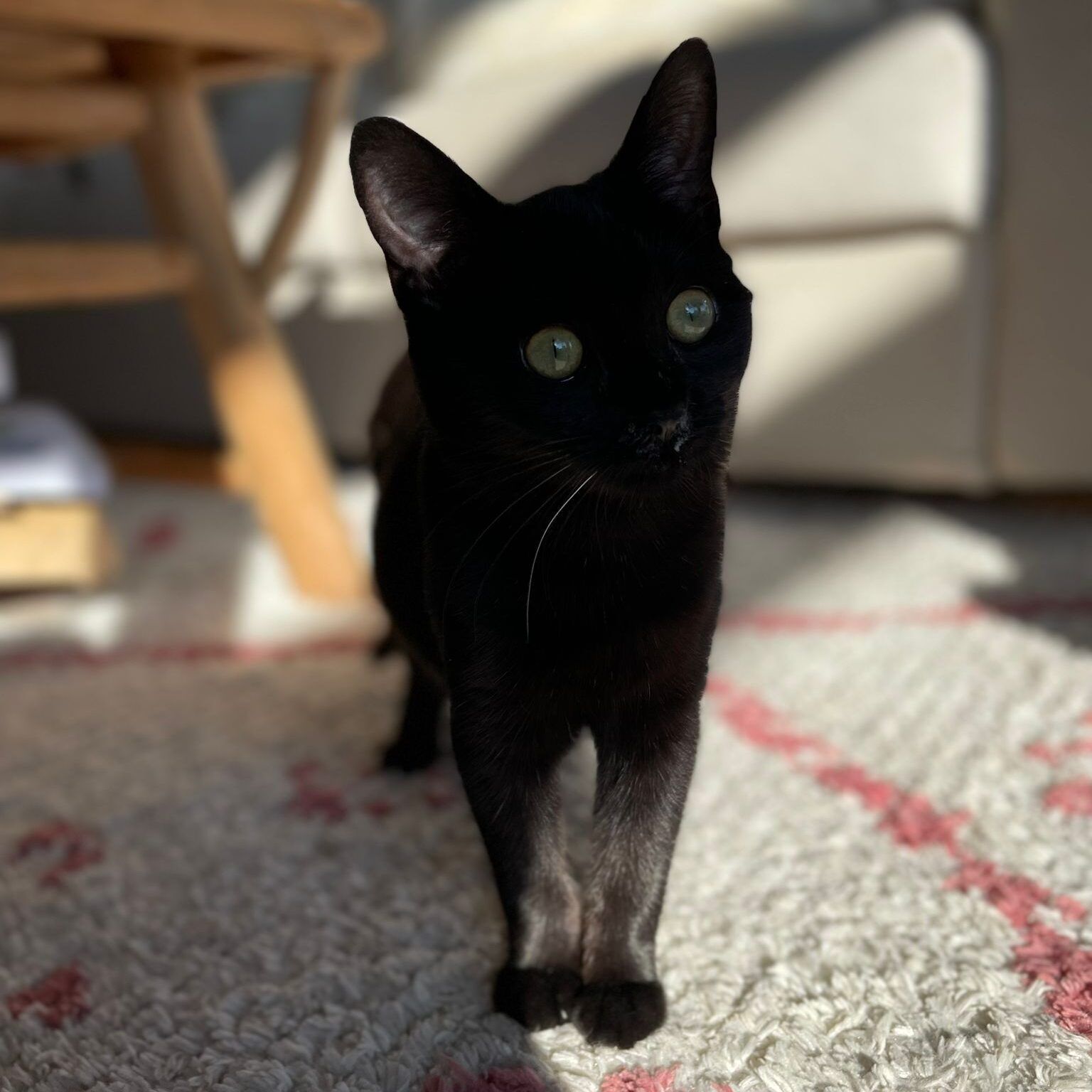 Imagen De Whatsapp 2025 10 13 A Las 11.27.39 Abea3bd0 Imagen De Whatsapp 2025 10 13 A Las 11.27.39 Abea3bd0