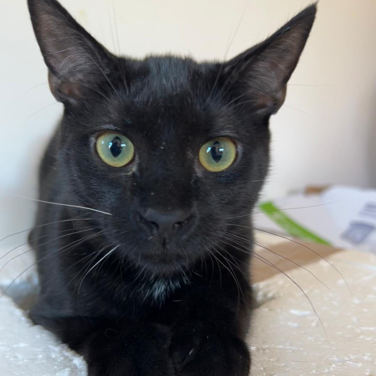 Tolkien (2) Tolkien (2)