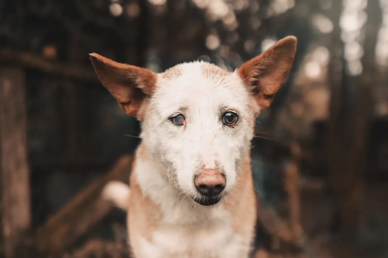Exposición Fotografica Solidaria Animales Protectoras