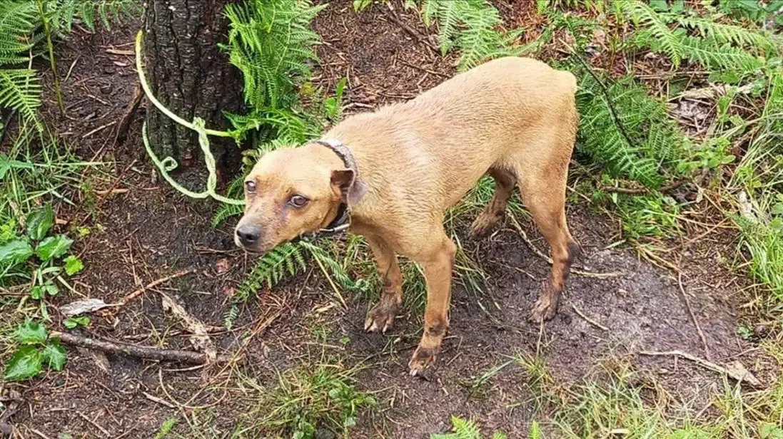 Perro abandonado en A Canceira