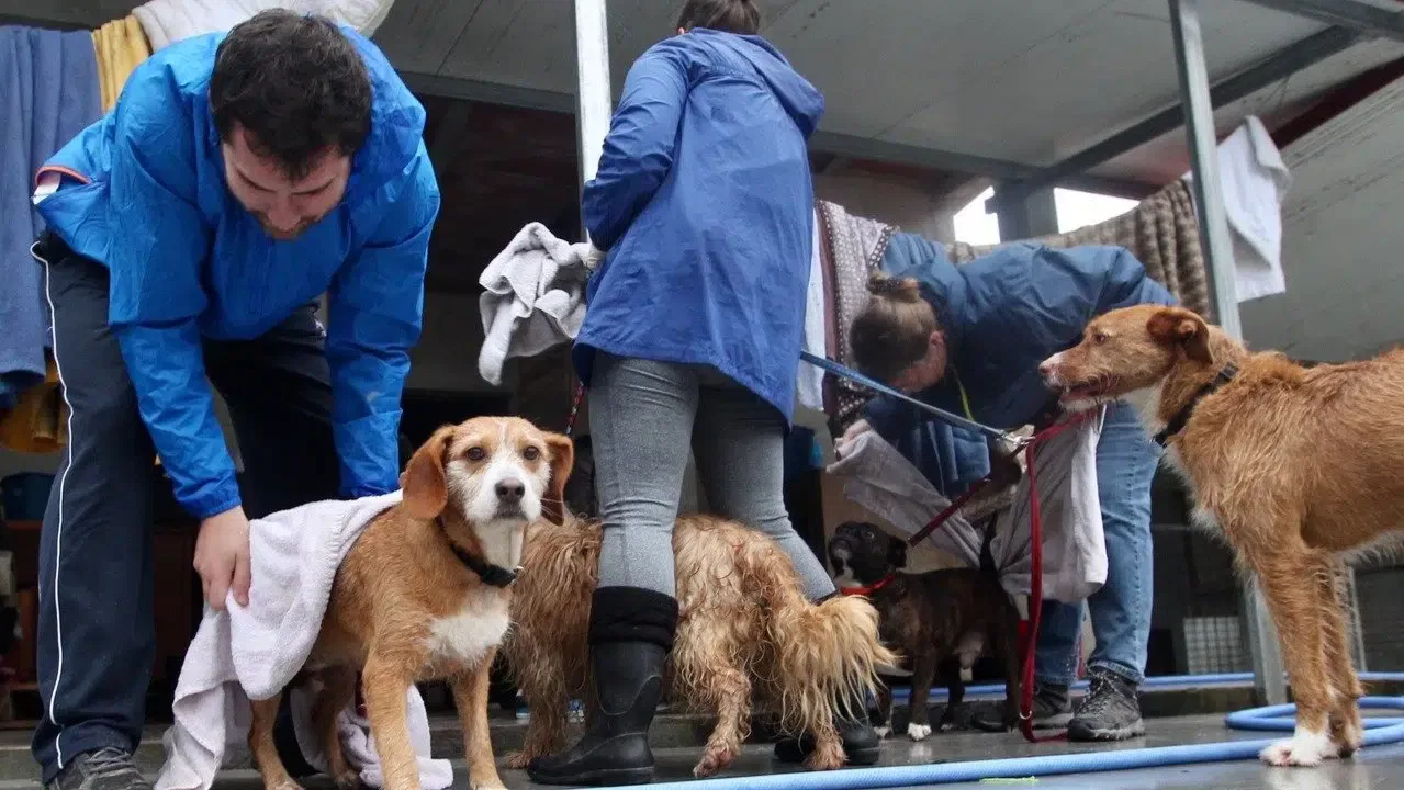 voluntarios Fogarcan