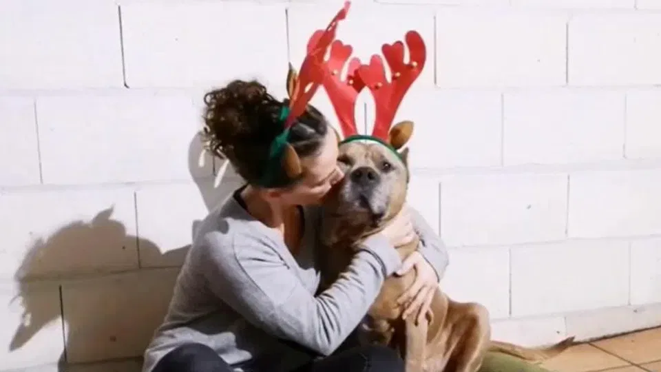 Los animales no son juguetes