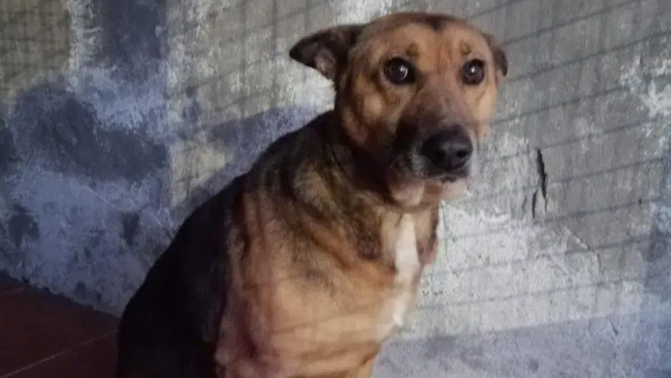 Adopta a Chuli