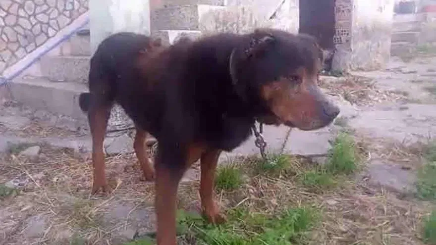 Rescate de perro maltratado en domicilio