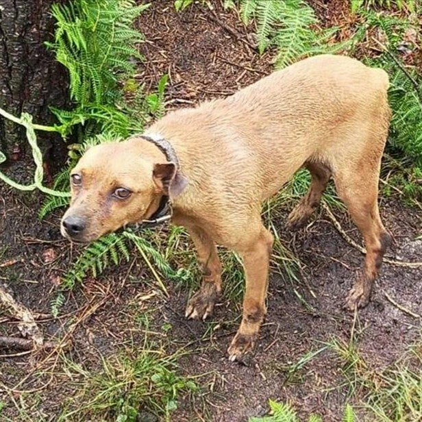 Perro abandonado en A Canceira
