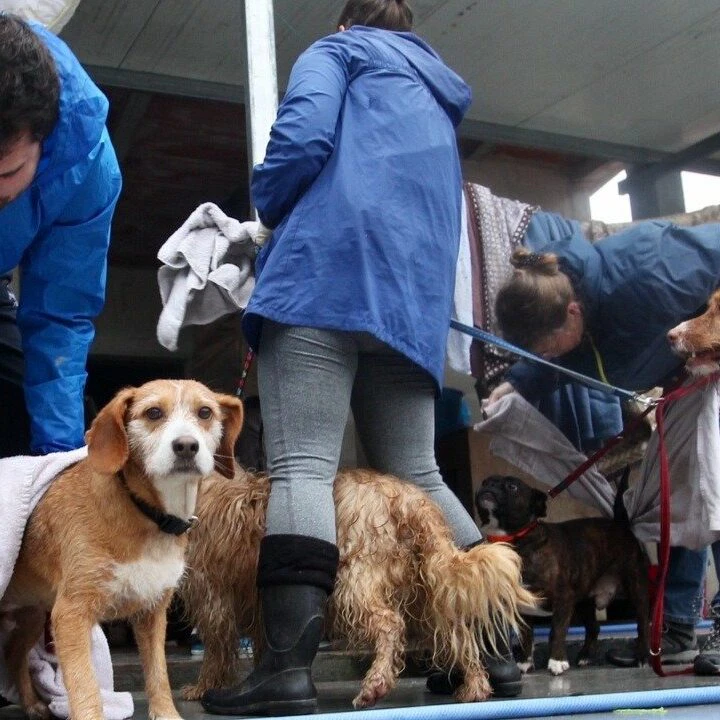 voluntarios Fogarcan