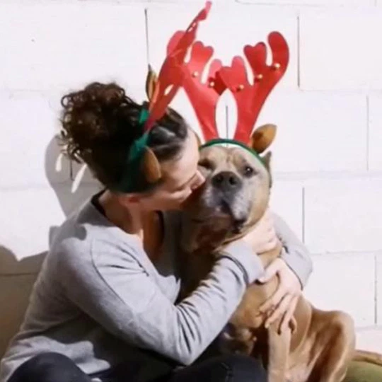 Los animales no son juguetes