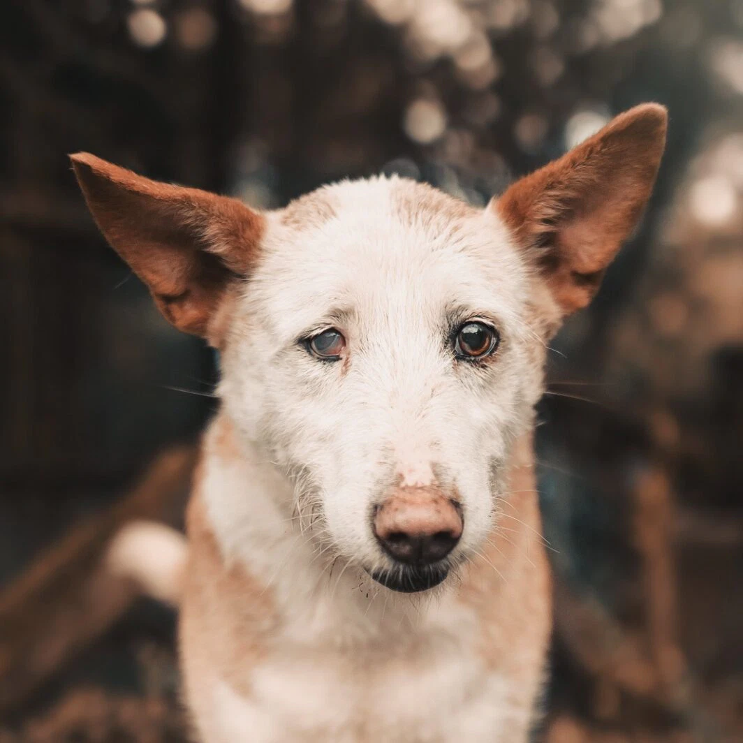 Exposición Fotografica Solidaria Animales Protectoras