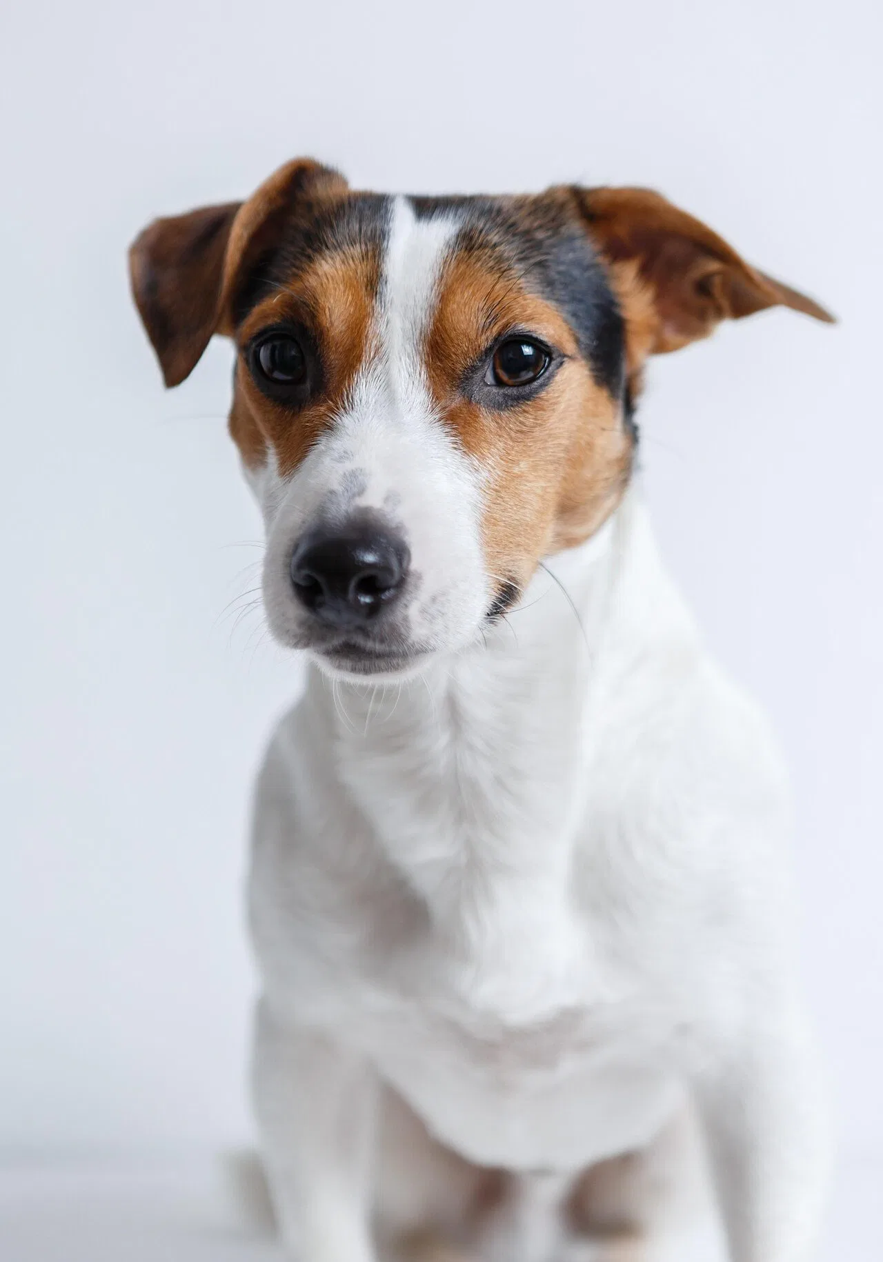 Jack Russell 2029214 1920
